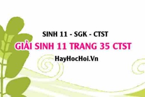 Giải Sinh 11 trang 35 Chân trời sáng tạo SGK